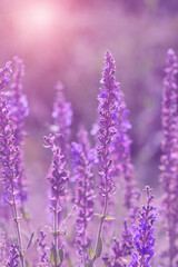 Purple sage flowers in a meadow in sunlight. Beautiful floral spring or summer background. Selective focus. - 767272990