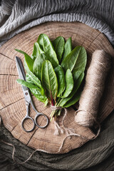 Fresh sorrel leaves on wooden plate. Bunch of green sorrel with scissors and ball of rope in home kitchen. Food photography