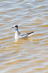 Non-breeding Red-necked Phalarope ( Phalaropus lobatus), Kliphoek Salt Pan, Velddrif, West Coast, South Africa, a rare summer vagrant