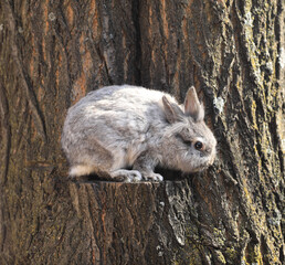 gray rabbit sitting on a tree outdoors