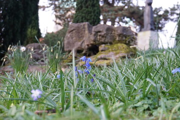 flowers in the meadow