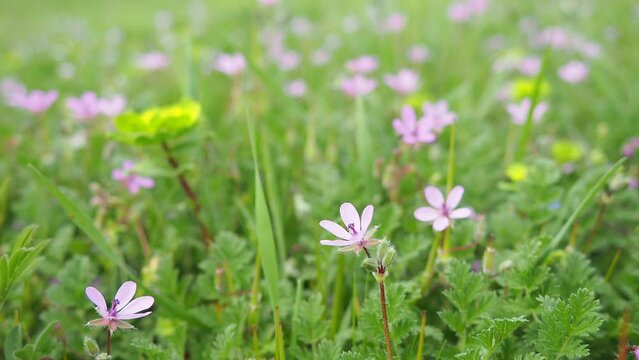 Erodium cicutarium, common storks-bill, redstem filaree, redstem stork bill or pinweed is a herbaceous flowering plant of the family Geraniaceae. Grassland, meadow or hayfield. Springtime in Serbia