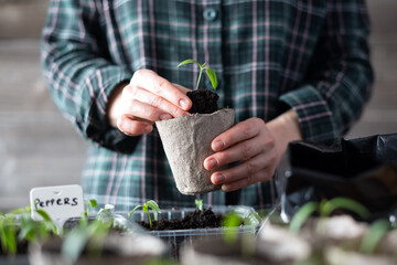 Farmer transplants tomato and pepper seedlings into peat cups. Preparing plants for growing in open ground. Home gardening concept - 767274736