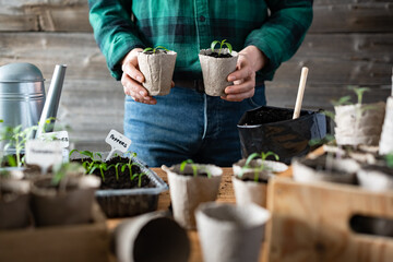 Farmer holding two peat cups with seedlings. Preparing plants for growing in open ground. Home gardening concept - 767275144
