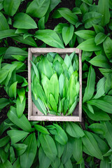 Collecting bear's wild garlic in spring forest. Ramson bunch in wooden box - 767275722