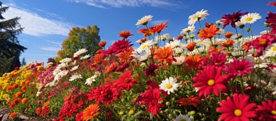 Fototapeta na wymiar A vibrant field of colorful flowers with delicate petals blooming against a backdrop of a clear blue sky, creating a stunning natural landscape