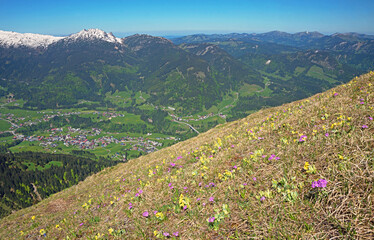 alpine flowers auricula and primula, spring at Fellhorn mountain, allgau alps near Oberstdorf