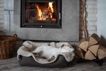 A Jack Russell Terrier dog sleeps on a rug next to a blazing fireplace. Hygge concept