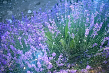  Provence, Lavender field at sunset © olenakucher