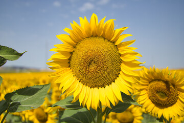 Sunflower in the foreground inside a maturing sunflower plantation. Concept plants, seeds, oil, plantation, nuts.