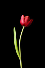 Tulip on a black background
