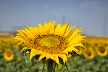 Fototapeta premium Sunflower in the foreground inside a sunflower plantation where a bee is pollinating it. Concept plants, seeds, oil, plantation, nuts.