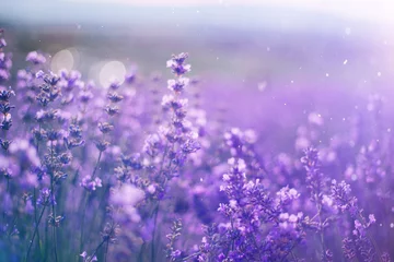 Fotobehang Provence, Lavender field at sunset © olenakucher