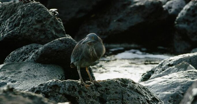 Black Lava heron standing on a rocky beach of black volcanic stone.