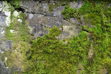 moss on stone wall texture background 