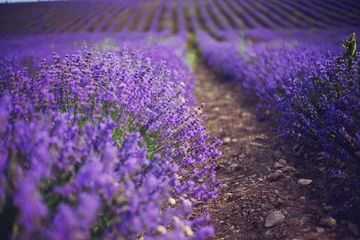 Schilderijen op glas Provence, Lavender field at sunset © olenakucher