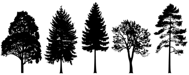 Foto op Aluminium Realistic trees in black and white color, nature park silhouette icons. Different trees and shrubs of coniferous and deciduous forest with grass meadows. png on transparent background © Avector