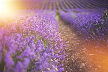 Foto op Aluminium Provence, Lavender field at sunset © olenakucher