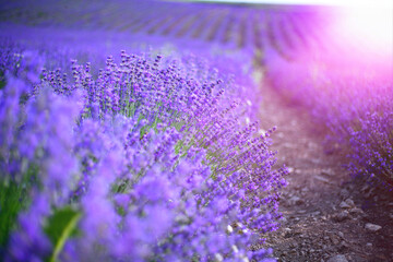 Provence, Lavender field at sunset - obrazy, fototapety, plakaty