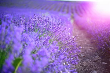 Fotobehang Provence, Lavender field at sunset © olenakucher