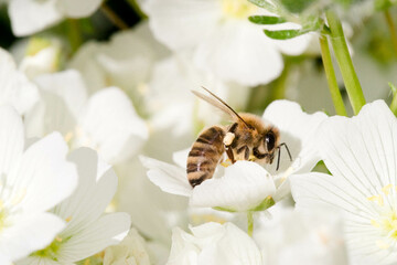 Honey bee, Apis mellifera, Feeding on Meadowfoam, Limnanthes alba