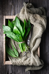 Bunch of fresh bear's wild garlic on wooden box close up. Food photography