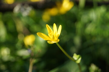 Fototapeta premium Frühlingsblumen auf einer Wiese