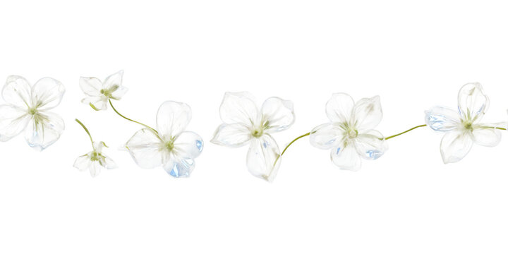 A series of delicate Transparent Background Images 