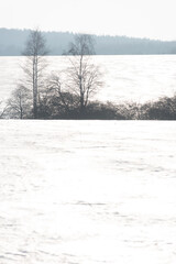 A snowy field and two silhouettes of a tree - 767290532