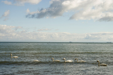 Łabędzi korowód na spokojnym morzu Bałtyckim © Sebastian