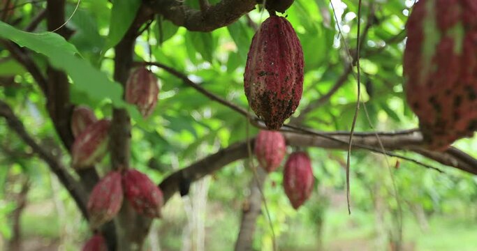 Cocoa pods grow on tree