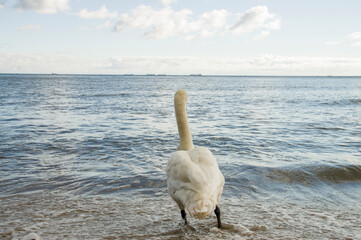 Samotny łabędź nad brzegiem morza Bałtyckiego