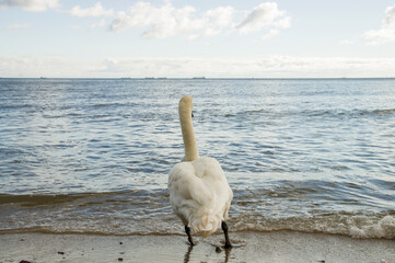 Łabędź na brzegu morza