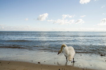 Samotny łabędź nad brzegiem morza
