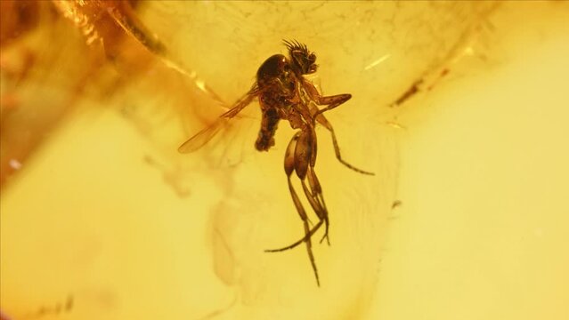 Prehistoric fly preserved in amber (fossilized tree resin)