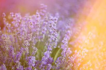 Küchenrückwand glas motiv Provence, Lavender field at sunset © olenakucher