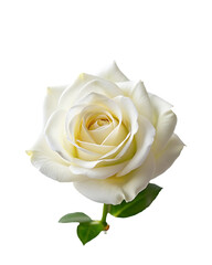 a white rose with green leaves and a white rose.