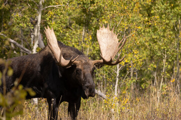 Fototapeta na wymiar Bull Moose During the Fall Rut in Wyoming