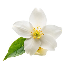 Fototapeta na wymiar White Jasmine flowers, isolated on transparent background.