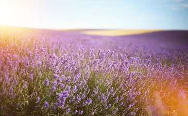 Deurstickers Provence, Lavender field at sunset © olenakucher