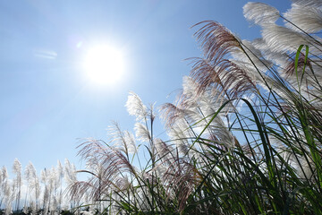 Backlit silver grass glistens under a vibrant blue sky, showcasing nature's simplicity and beauty.