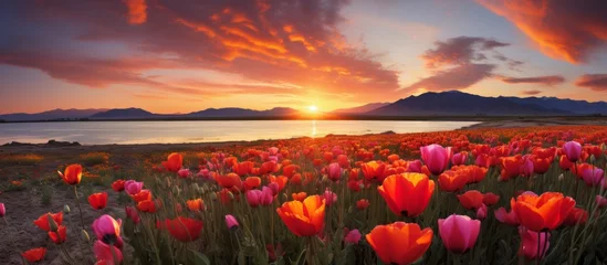 Fotobehang A natural landscape featuring a field of red and pink tulips with a sunset in the background, creating a beautiful blend of colors in the sky and reflecting on the water © AkuAku