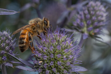 Honey bee, Apis mellifera, Foraging on sea holly, Eryngium