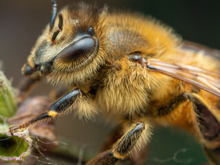 Honey bee, Apis mellifera, Tight Macro Close up of Head and Thorax