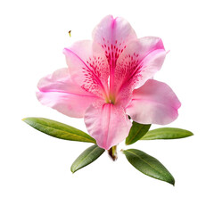 Pink azalea flower isolated on transparent background