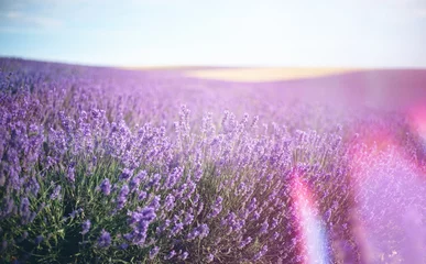 Gardinen Provence, Lavender field at sunset © olenakucher