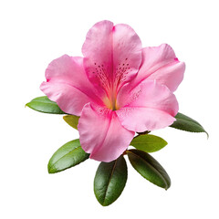 Pink azalea flower isolated on transparent background