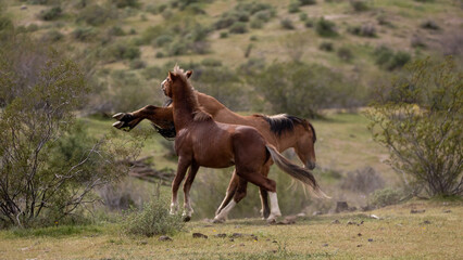 Bay and buckskin wild horse stallions kicking while fighting in the Salt River Canyon area near Scottsdale Arizona United States