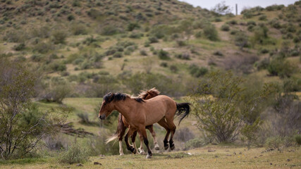 Kicking and fighting wild horse stallions in the Salt River Canyon area near Mesa Arizona United States