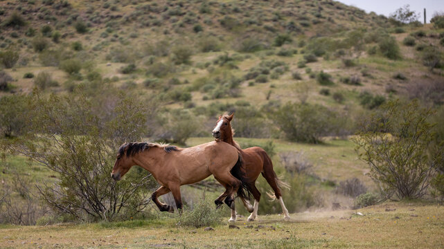 Wild horse stallions running kicking biting while fighting in the Salt River Canyon area near Scottsdale Arizona United States